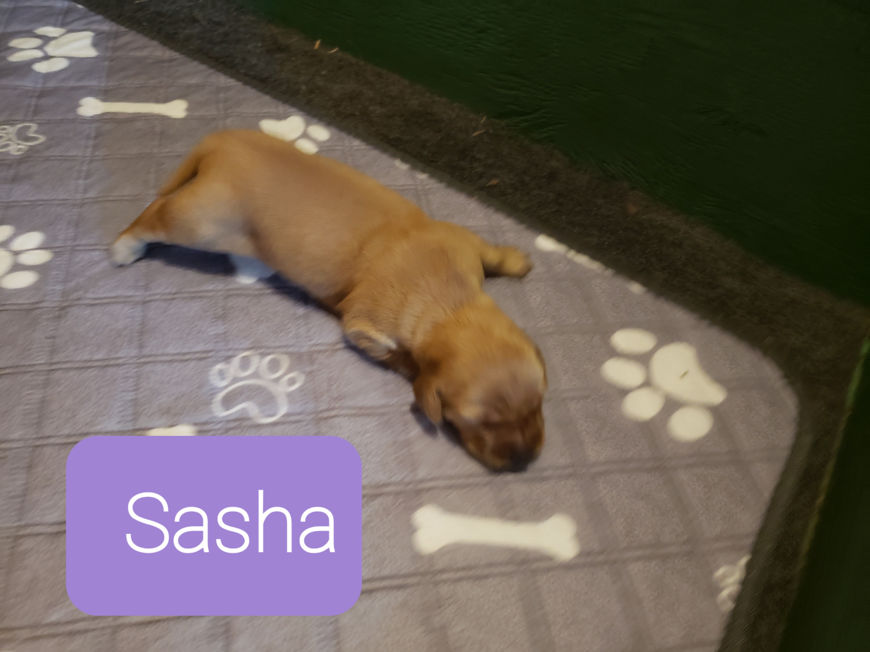 Sasha lying on the rug