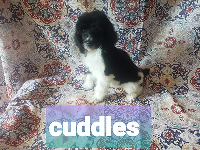 Cuddles New