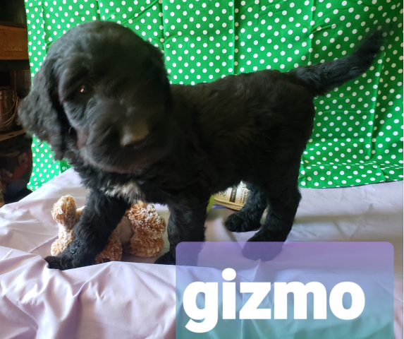 Gizmo the Black Goldendoodle