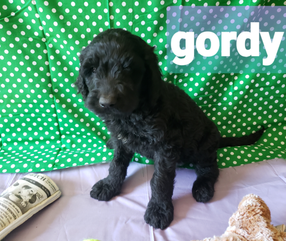 Gordy the Black Goldendoodle