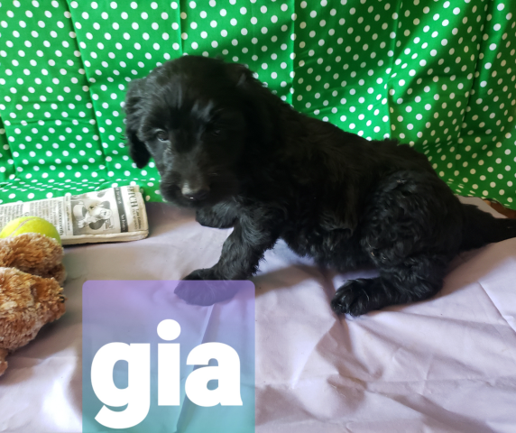 Gia the Black Goldendoodle