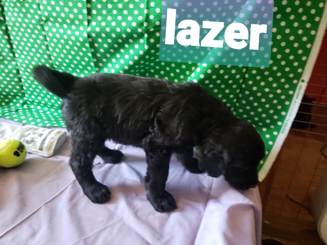 Lazer the Black Goldendoodle