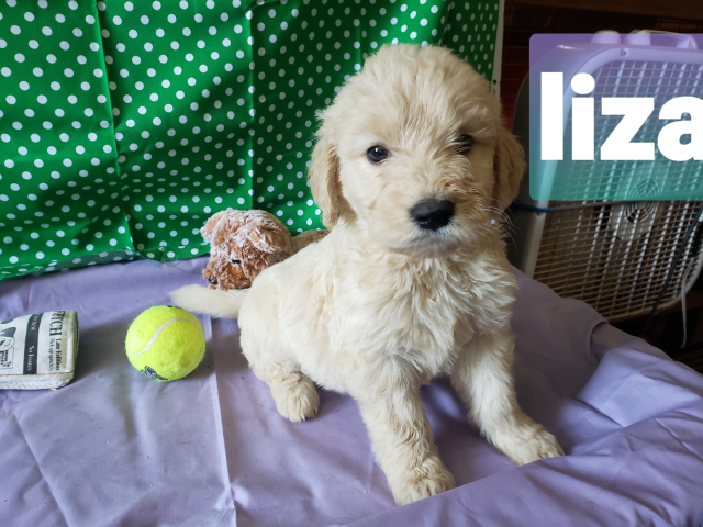 Liza the Goldendoodle