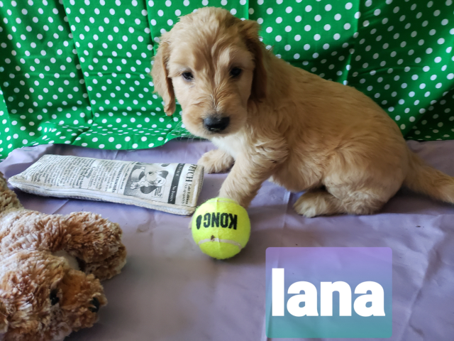 Lana the Goldendoodle