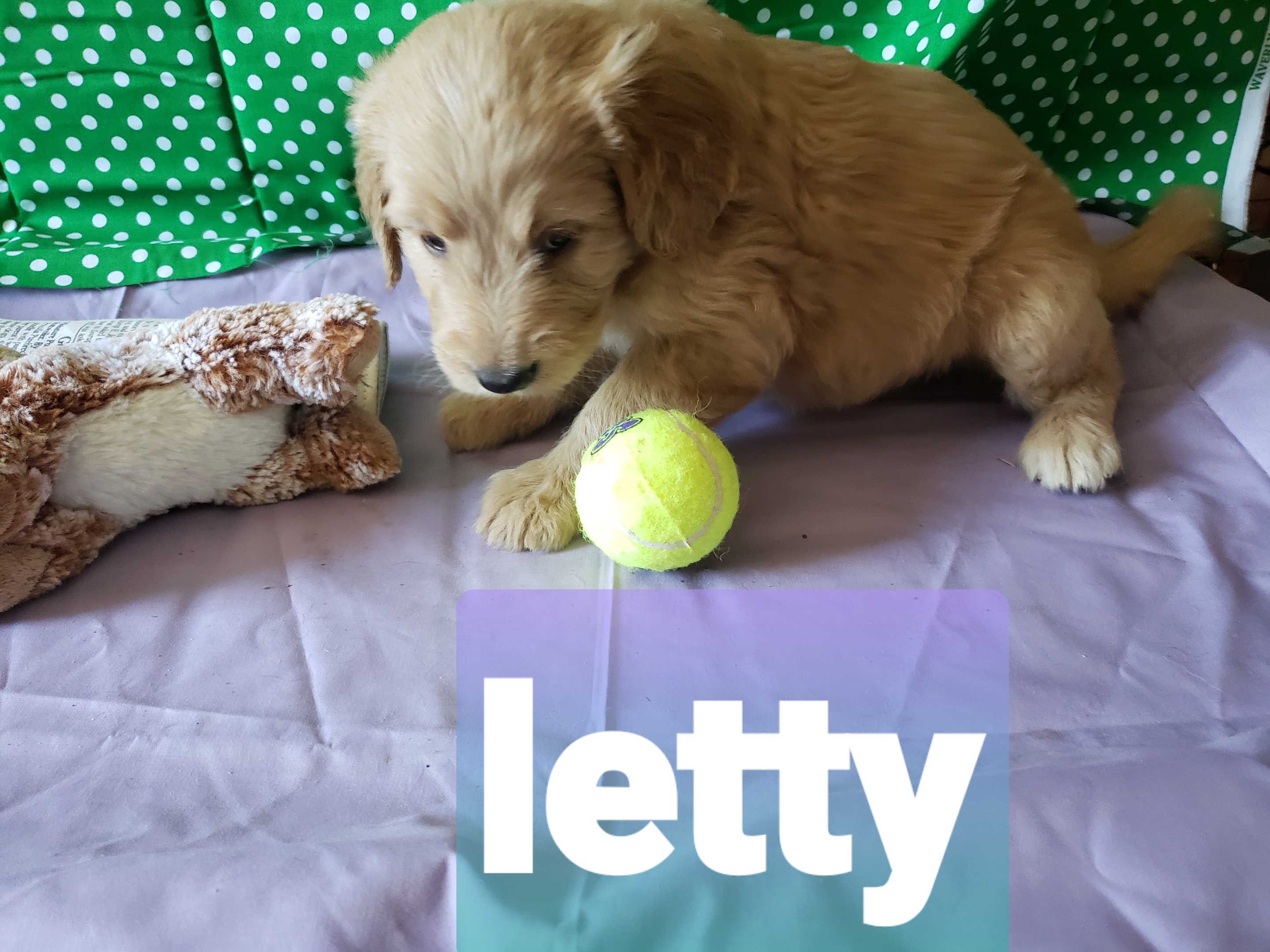 Letty the Goldendoodle