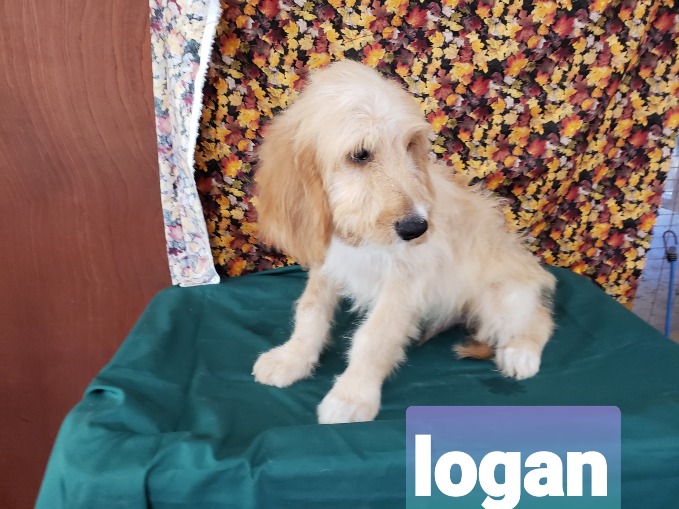 Logan the Goldendoodle