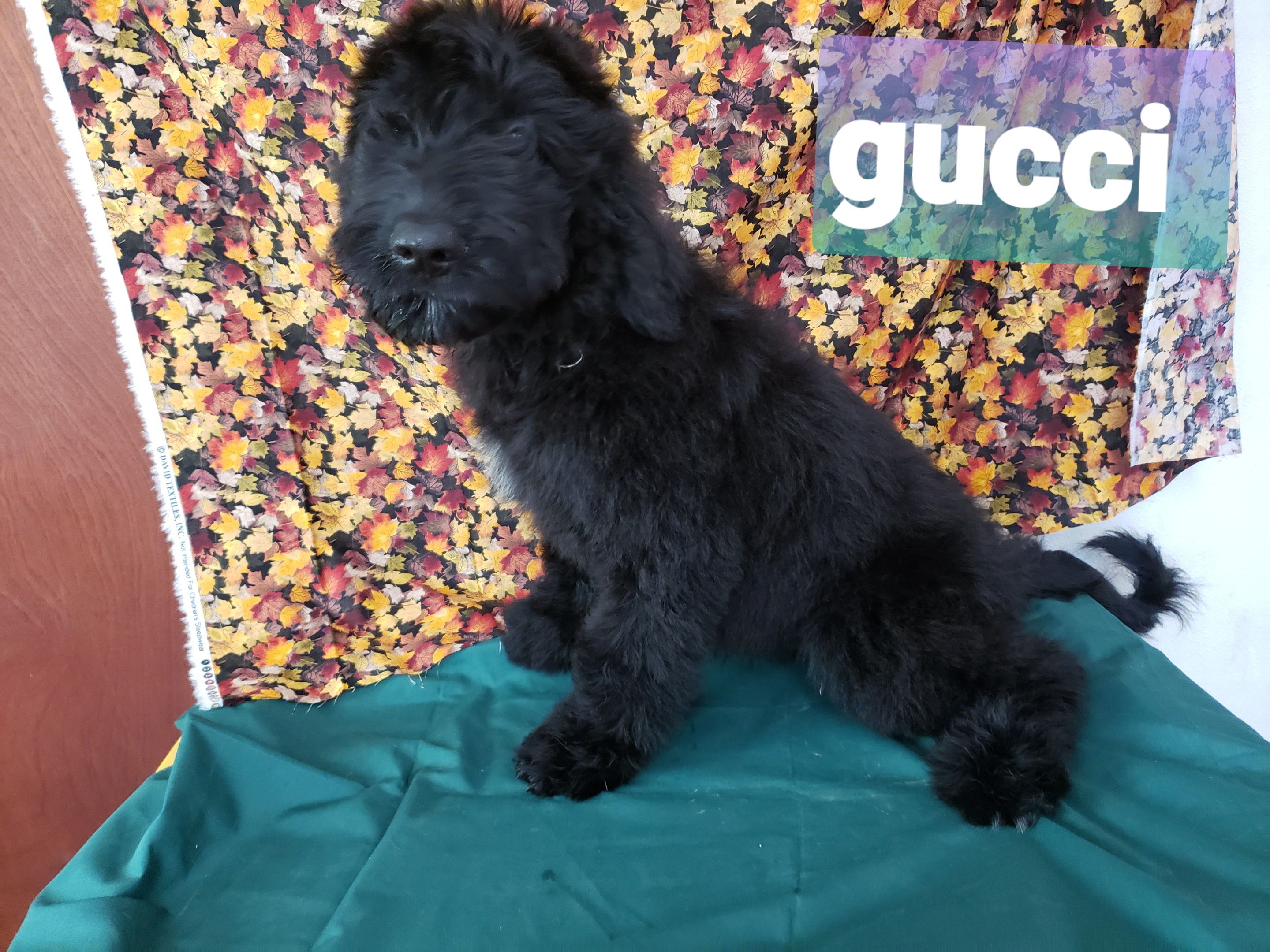 Gucci the Black Goldendoodle