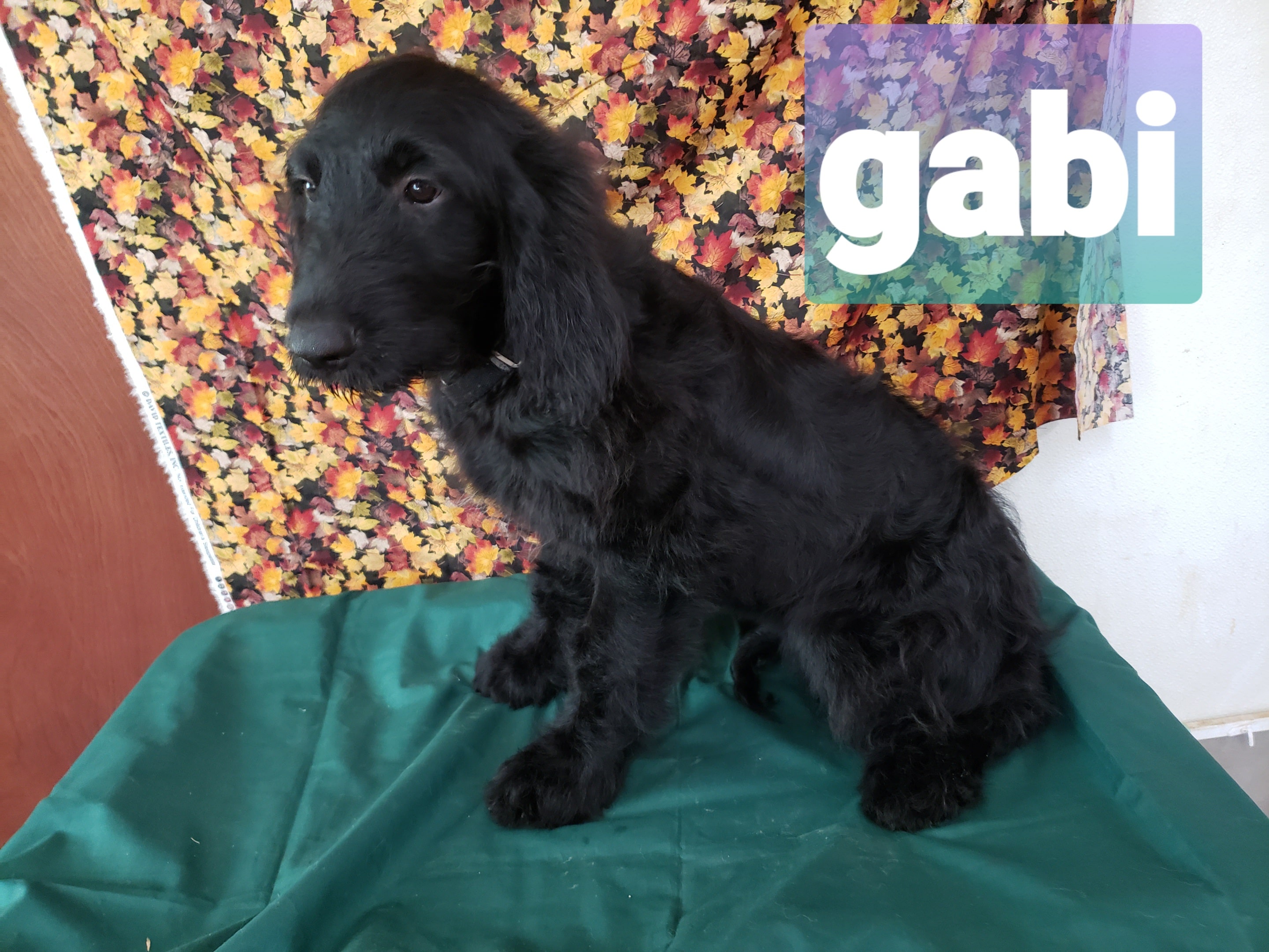 Gabi the Black Goldendoodle