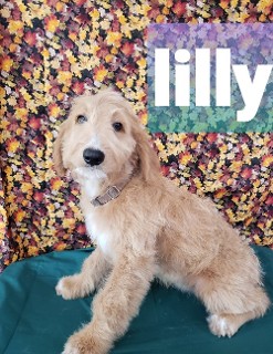 Lilly the Goldendoodle